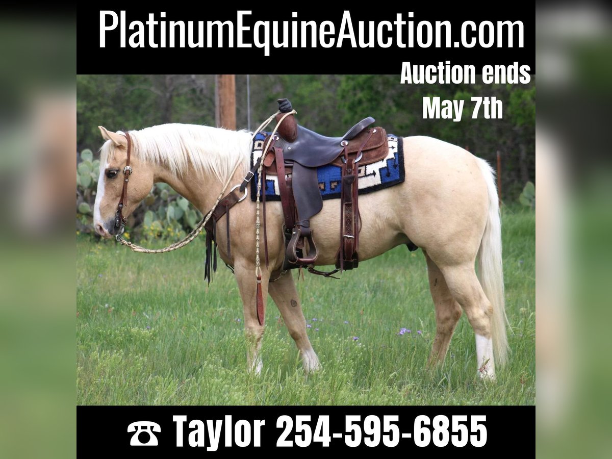 American Quarter Horse Wallach 5 Jahre 152 cm Palomino in Morgan MIll TX