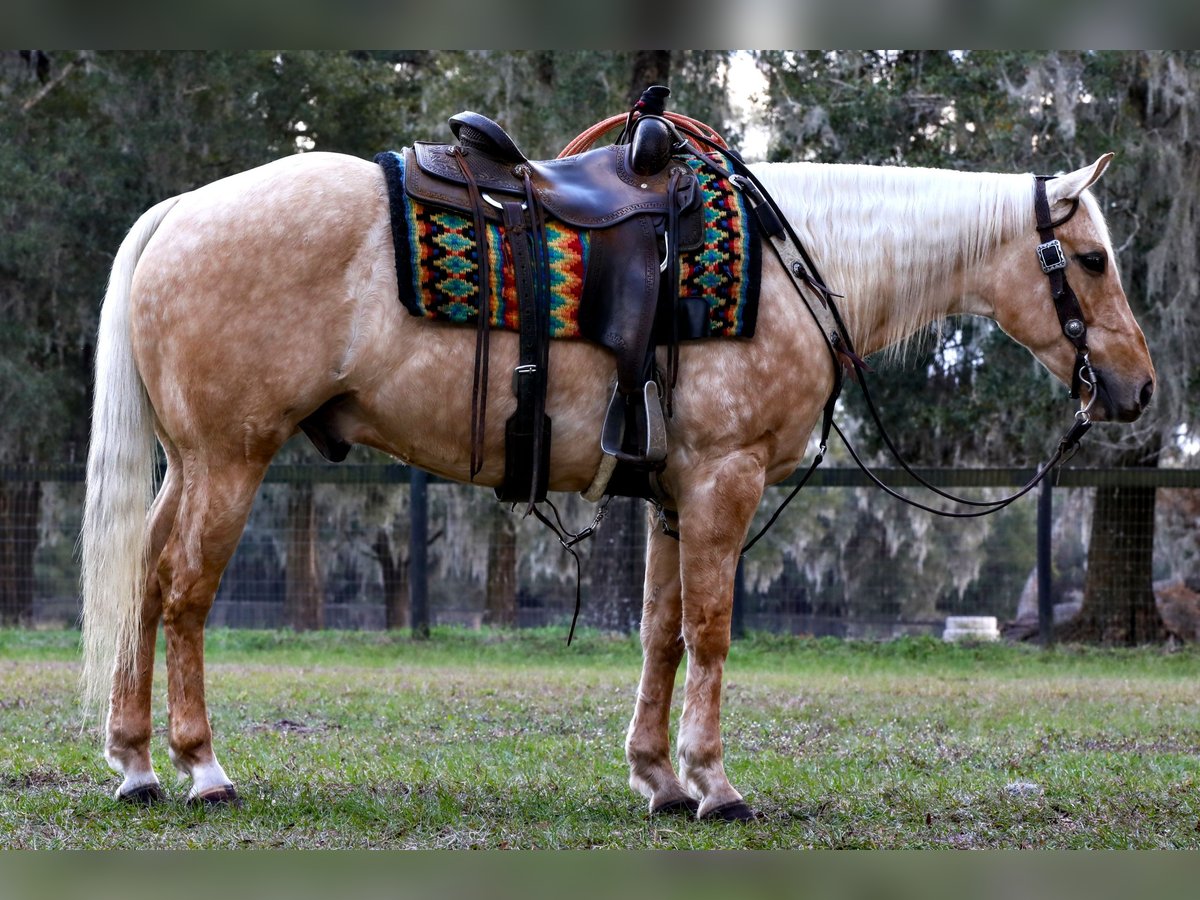 American Quarter Horse Wallach 5 Jahre 152 cm Palomino in Millersburg