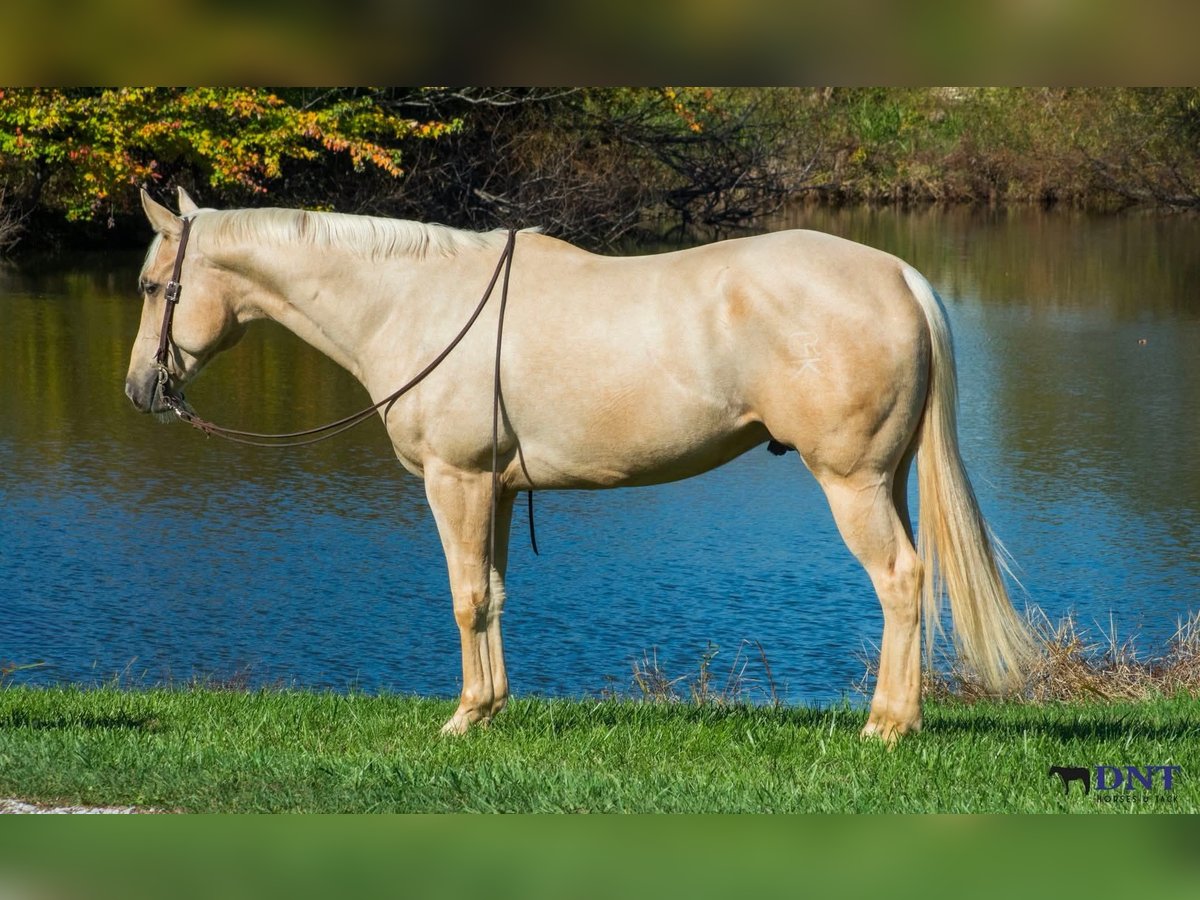 American Quarter Horse Wallach 5 Jahre 152 cm Palomino in Lexington