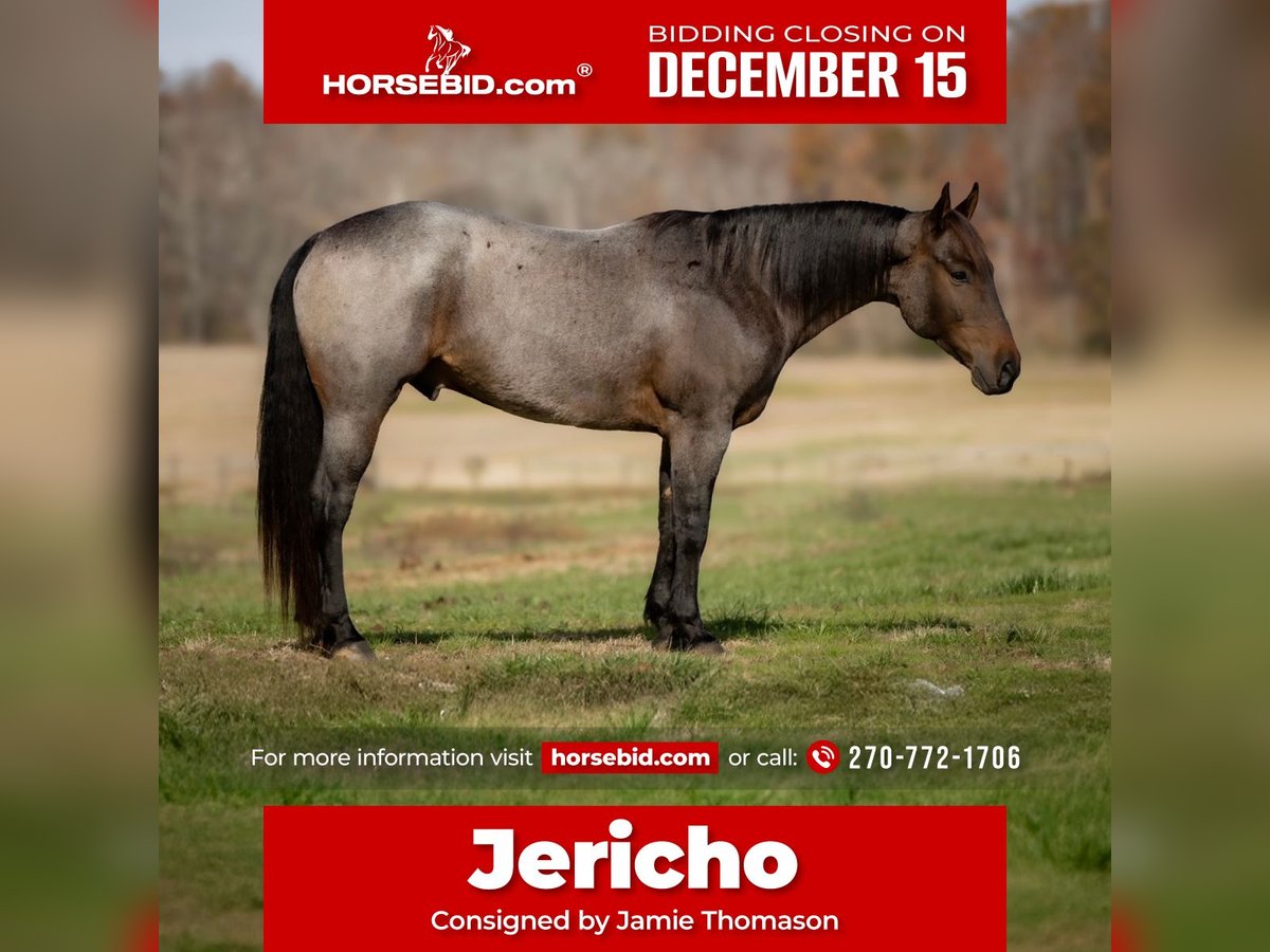 American Quarter Horse Wallach 5 Jahre 152 cm Roan-Bay in Auburn