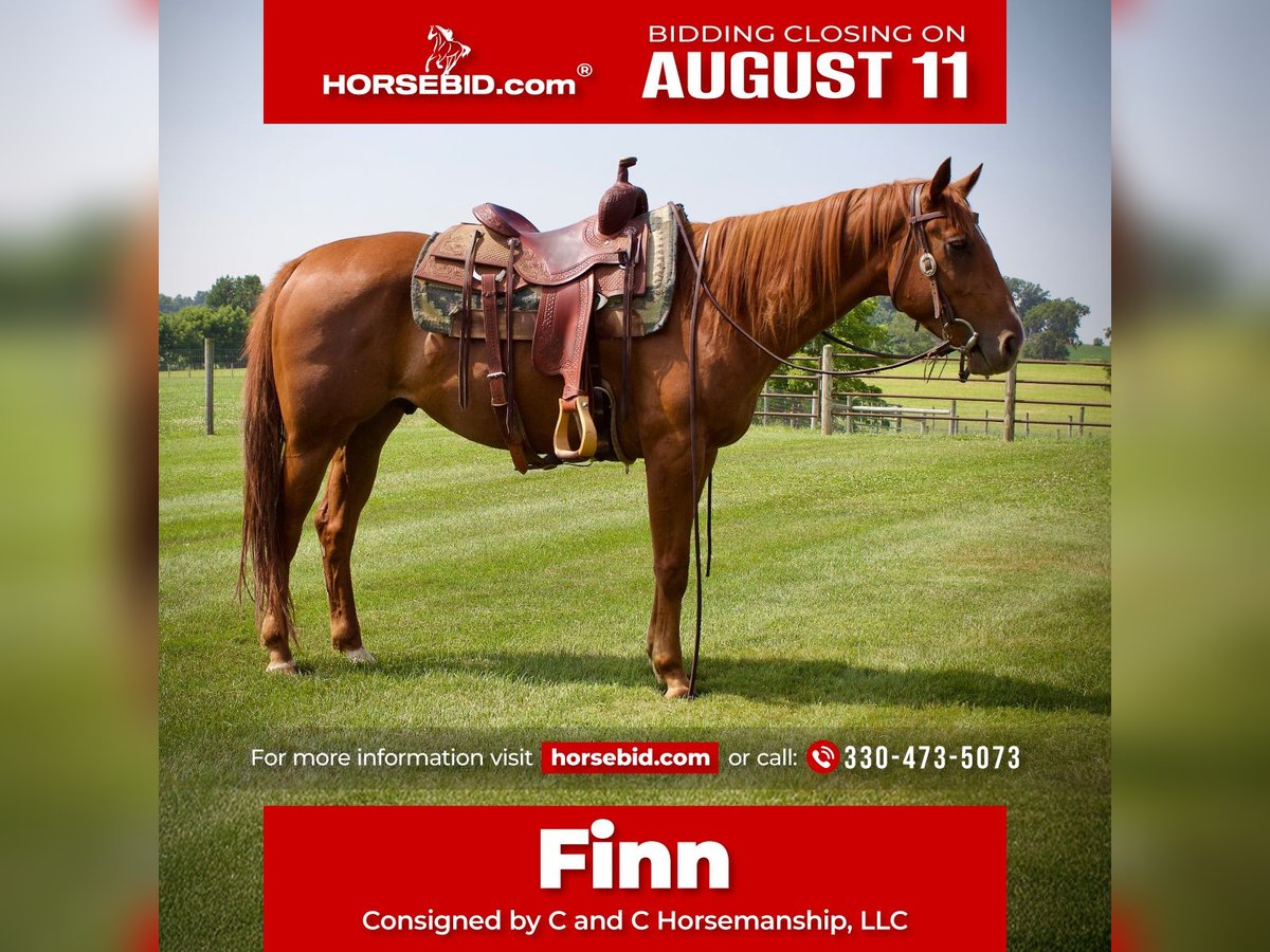 American Quarter Horse Wallach 5 Jahre 152 cm Rotfuchs in Kidron, OH