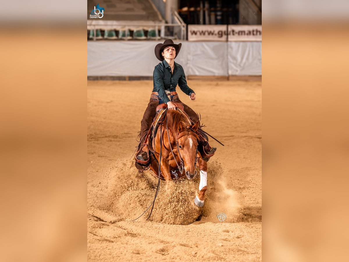 American Quarter Horse Wallach 5 Jahre 153 cm Fuchs in Simonswald