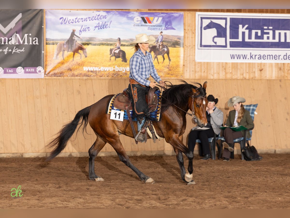 American Quarter Horse Wallach 5 Jahre 155 cm Brauner in Freystadt