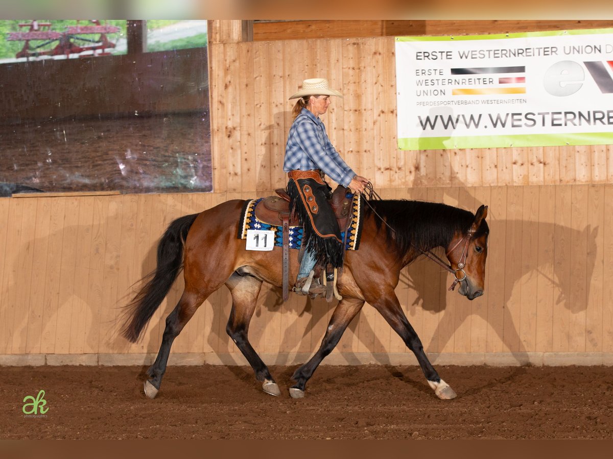 American Quarter Horse Wallach 5 Jahre 155 cm Brauner in Freystadt