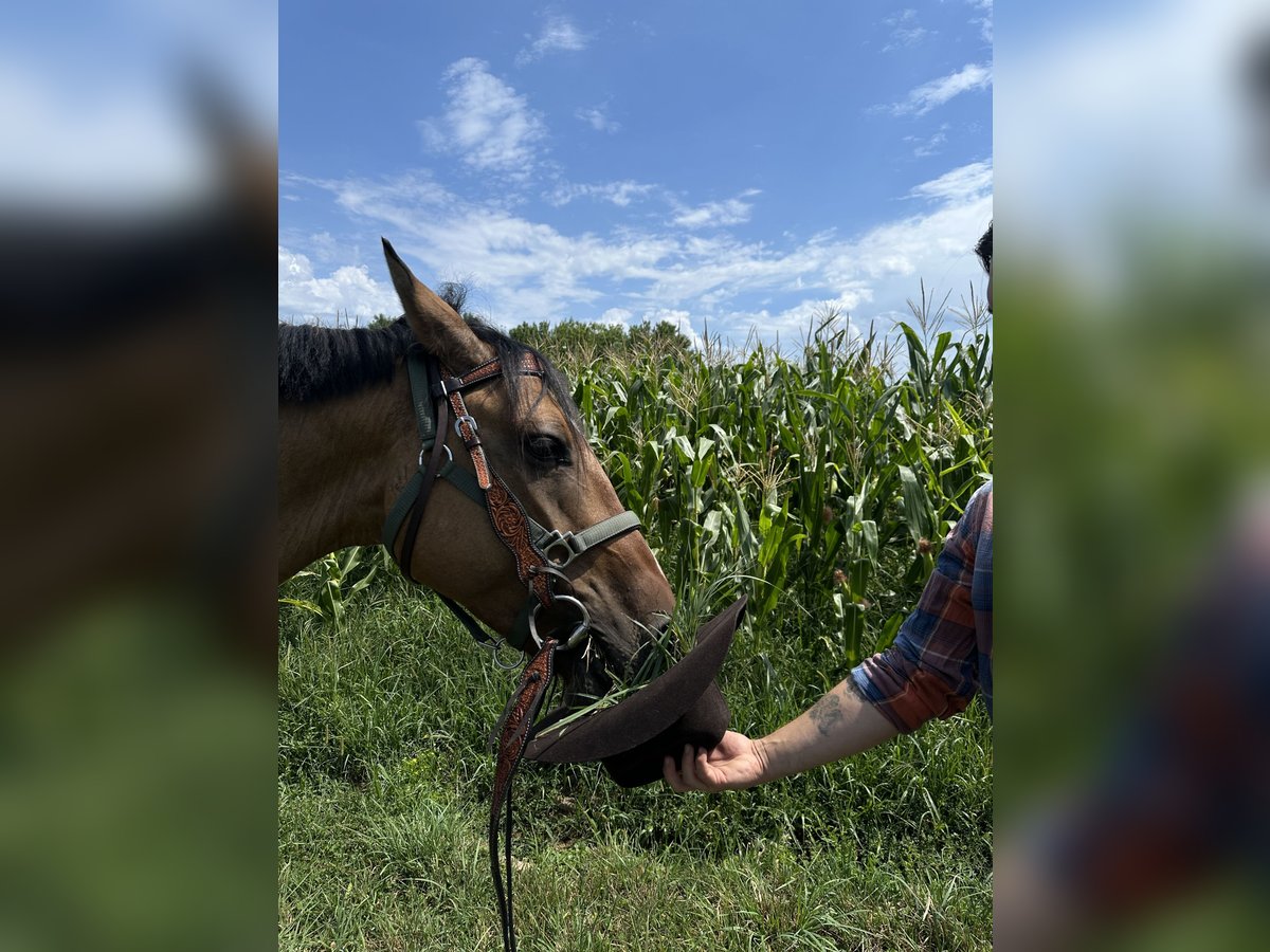 American Quarter Horse Mix Wallach 5 Jahre 155 cm Buckskin in Zagreb