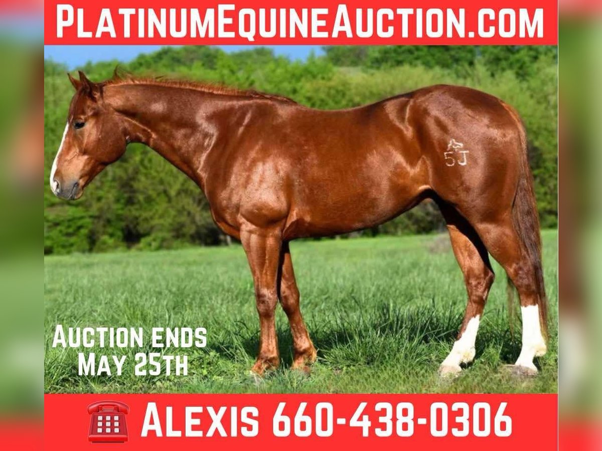 American Quarter Horse Wallach 5 Jahre 155 cm Dunkelfuchs in Cole Camp, MO