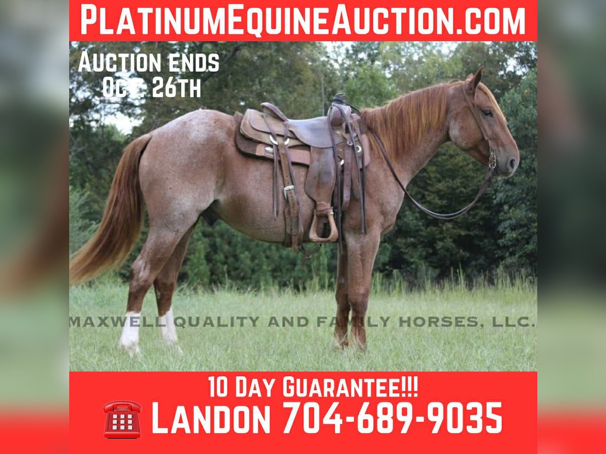 American Quarter Horse Wallach 5 Jahre 155 cm Roan-Red in Cherryville NC