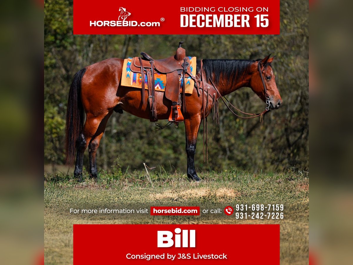 American Quarter Horse Wallach 5 Jahre 155 cm Rotbrauner in Santa Fe