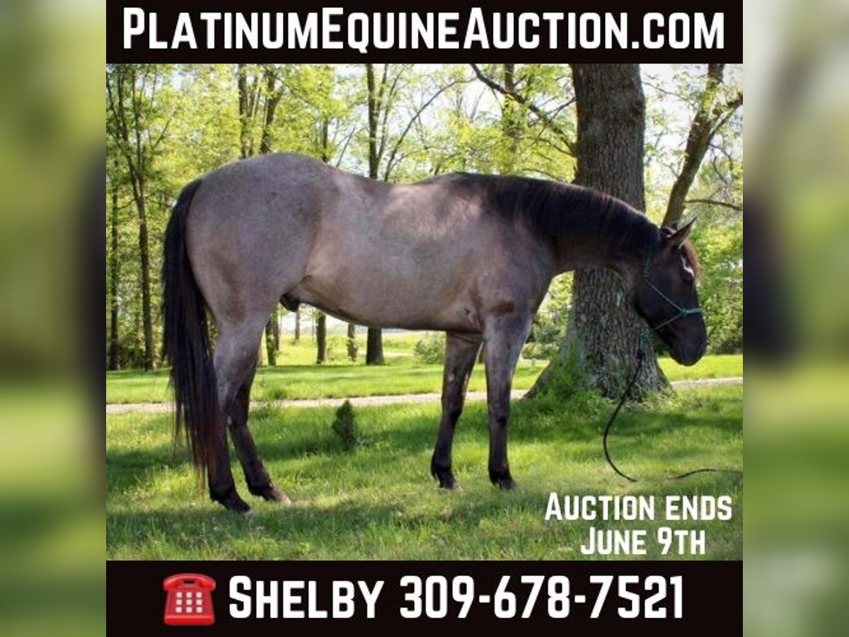 American Quarter Horse Wallach 5 Jahre 155 cm in Vandalia, IL