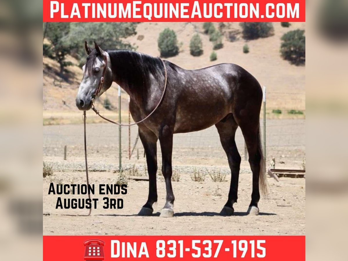 American Quarter Horse Wallach 5 Jahre 157 cm Apfelschimmel in Paicines CA