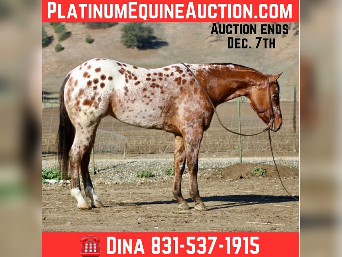 American Quarter Horse Wallach 5 Jahre 157 cm Buckskin in Paicines CA