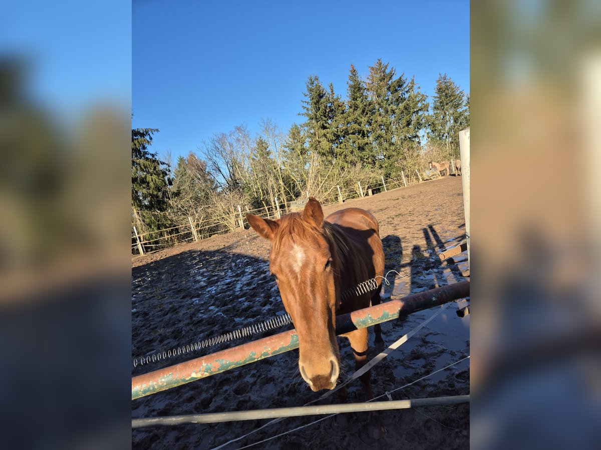 American Quarter Horse Wallach 5 Jahre 157 cm Fuchs in Spiesen-Elversberg