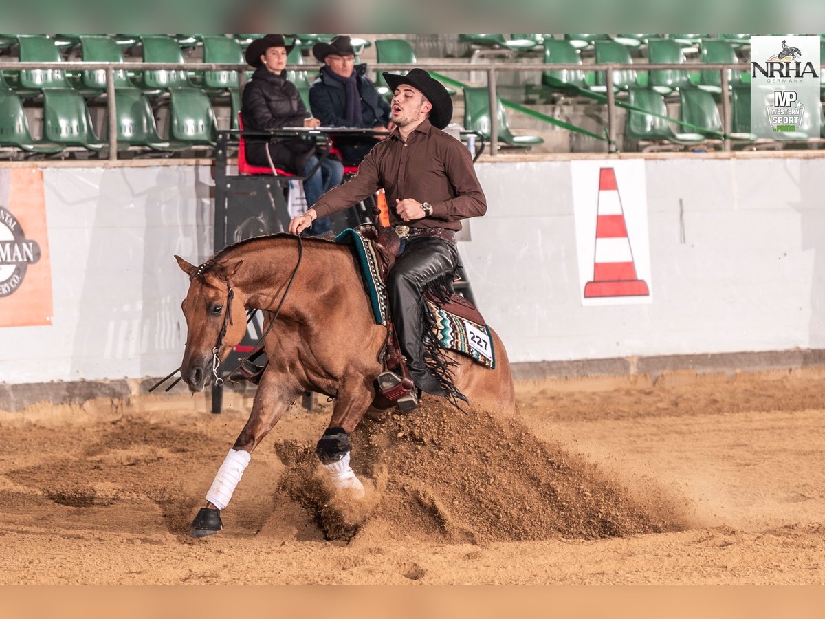 American Quarter Horse Wallach 5 Jahre 157 cm Red Dun in Bad Abbach