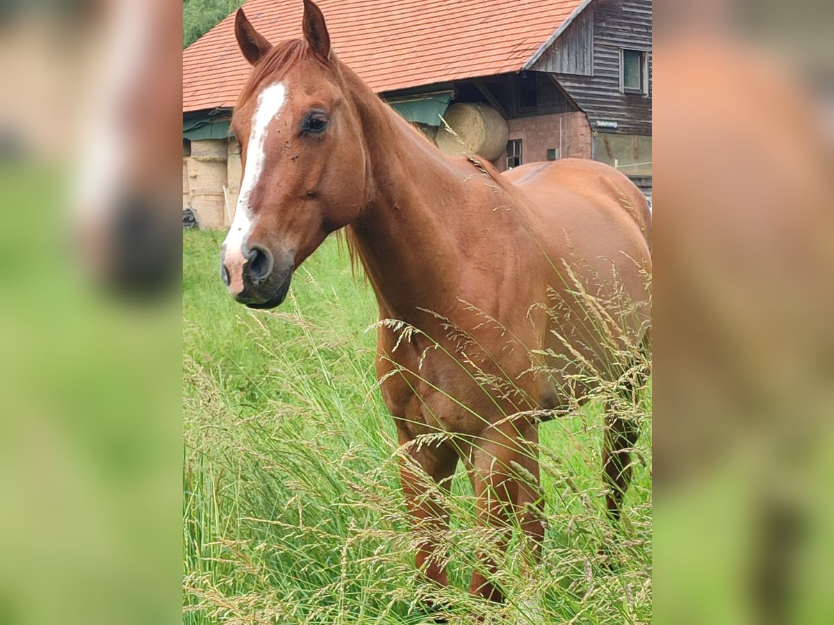 American Quarter Horse Wallach 5 Jahre 157 cm Red Dun in Oberzent