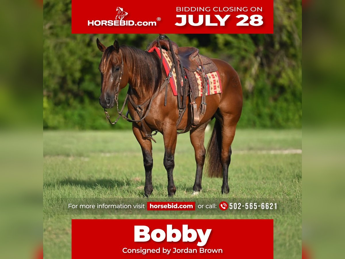 American Quarter Horse Wallach 5 Jahre 157 cm Rotbrauner in Waco