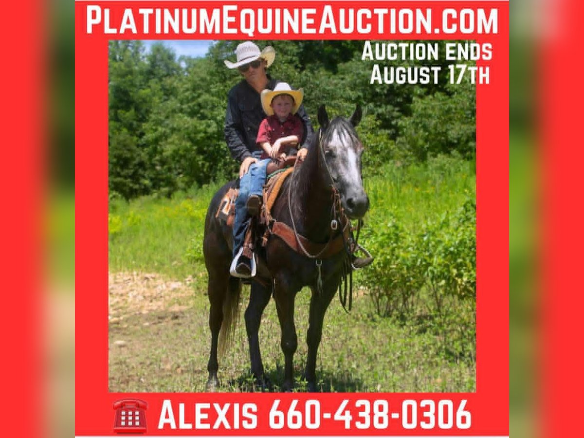 American Quarter Horse Wallach 5 Jahre 157 cm Schimmel in Cole Camp MO