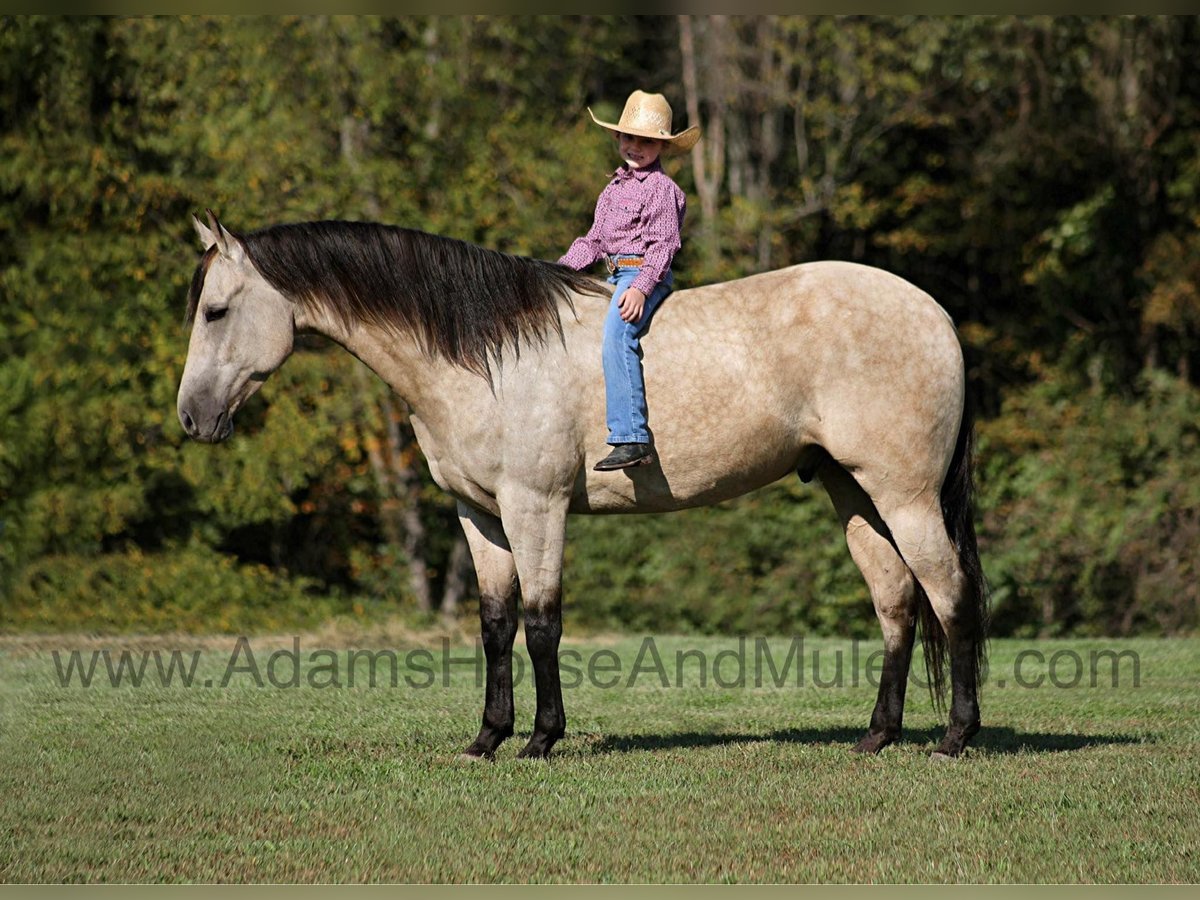 American Quarter Horse Wallach 5 Jahre 160 cm Buckskin in Mount Vernon