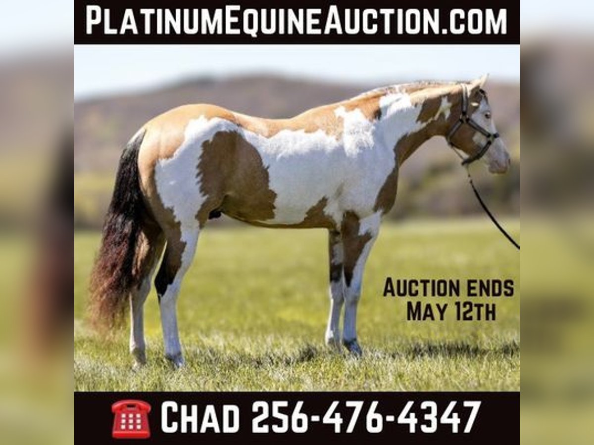 American Quarter Horse Wallach 5 Jahre 160 cm Overo-alle-Farben in MT Hope AL