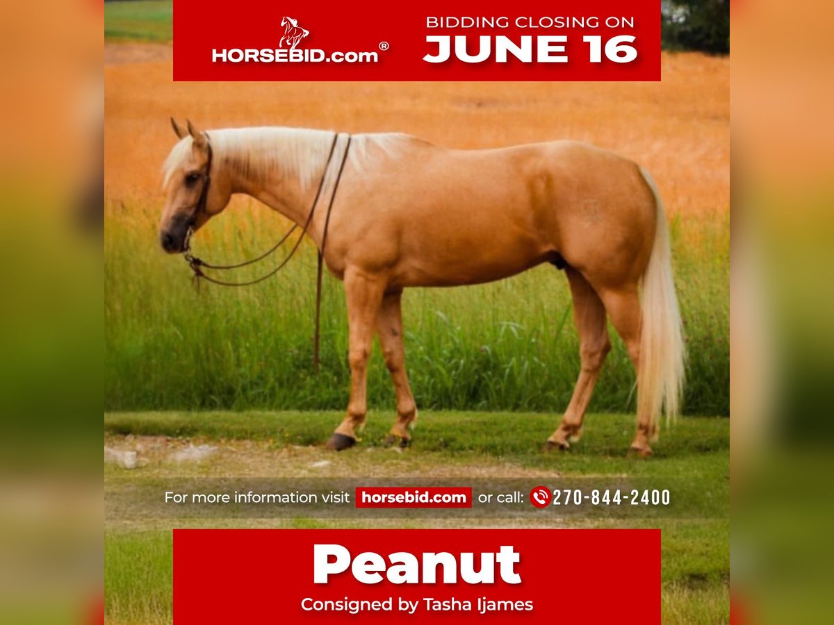 American Quarter Horse Wallach 5 Jahre 160 cm Palomino in Henderson, KY