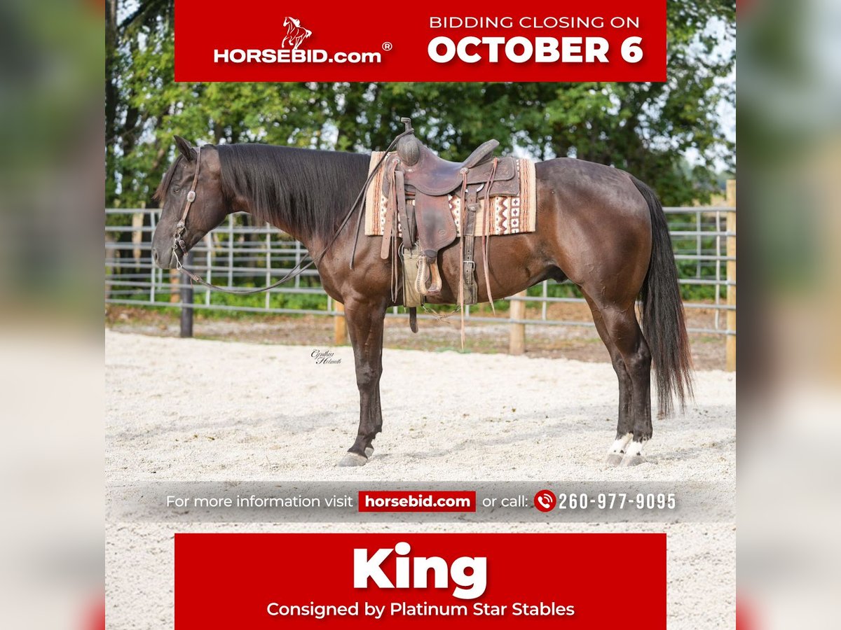 American Quarter Horse Wallach 5 Jahre 160 cm Rappe in Independence