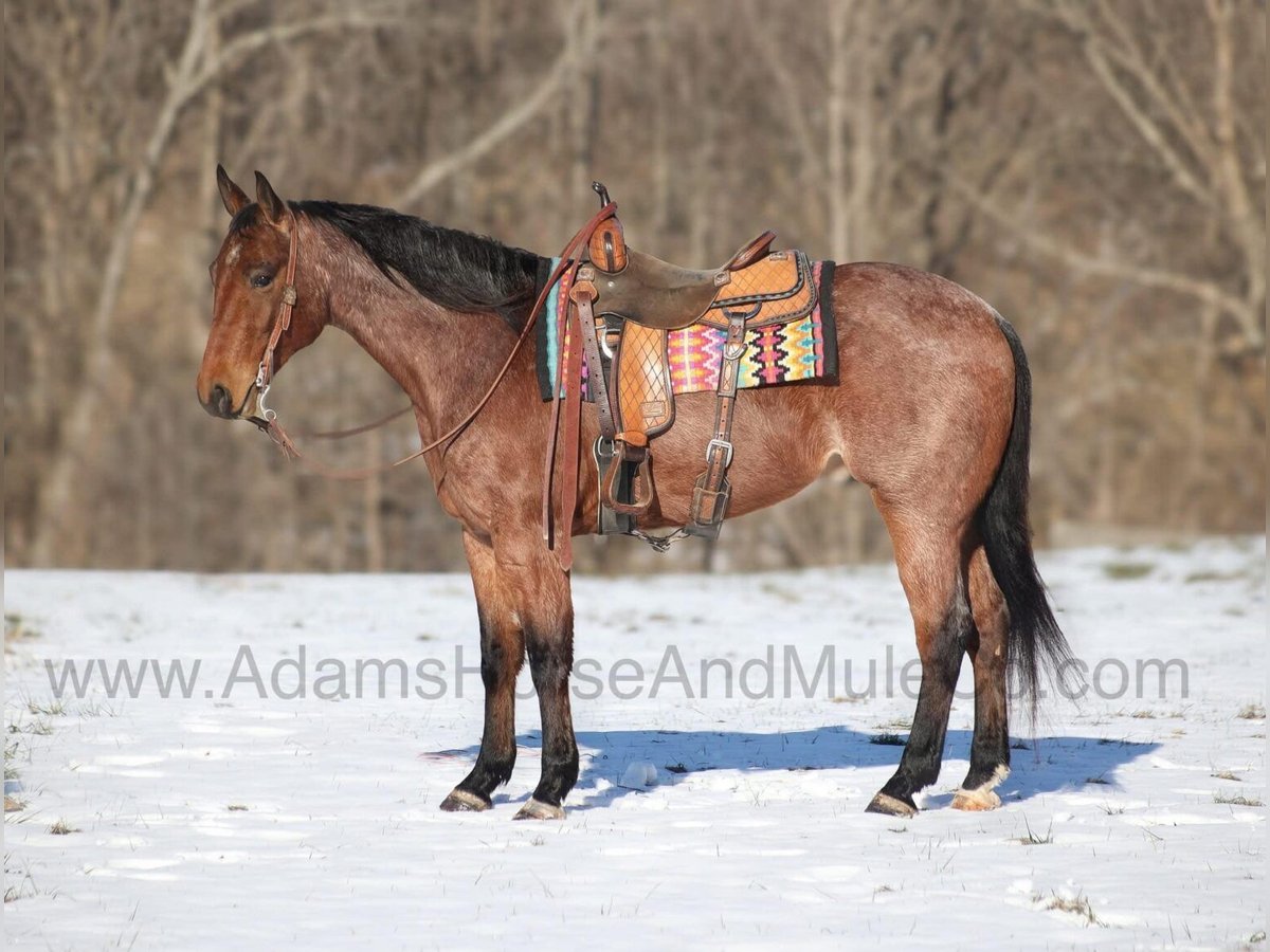 American Quarter Horse Wallach 5 Jahre 160 cm Roan-Bay in Mount Vernon