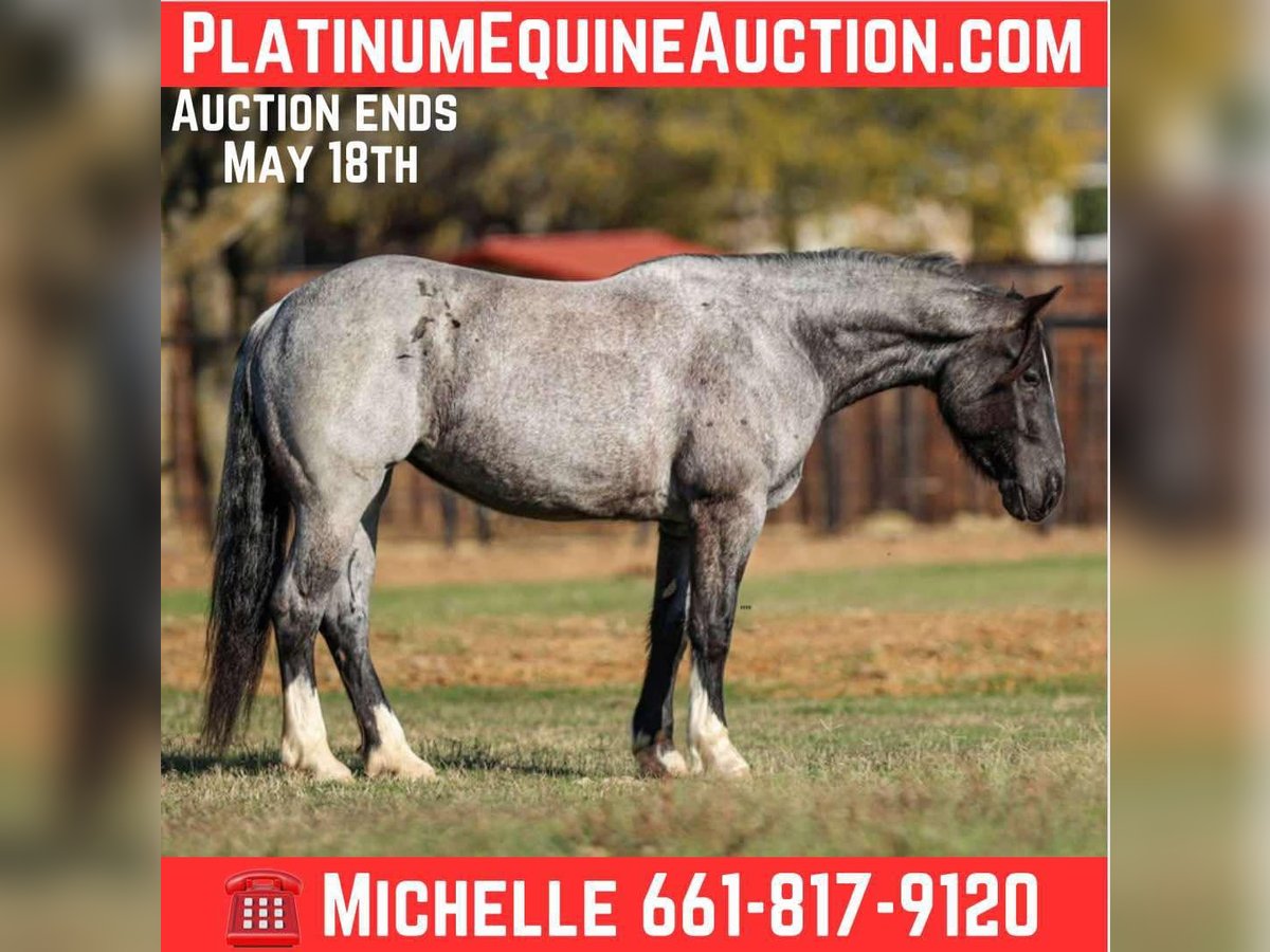 American Quarter Horse Wallach 5 Jahre 160 cm Roan-Blue in Stephenville TX
