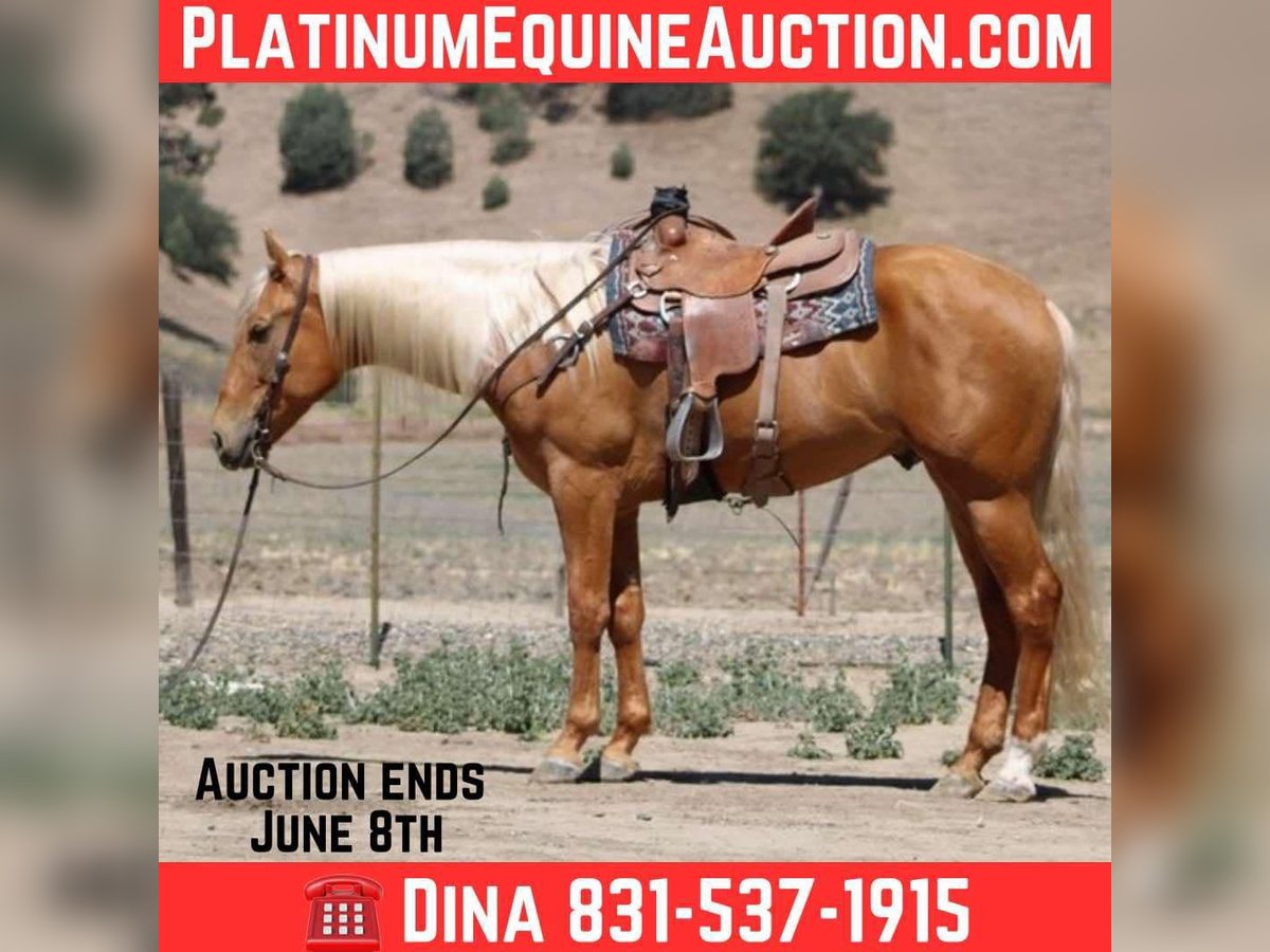 American Quarter Horse Wallach 5 Jahre 163 cm Palomino in Paicines CA