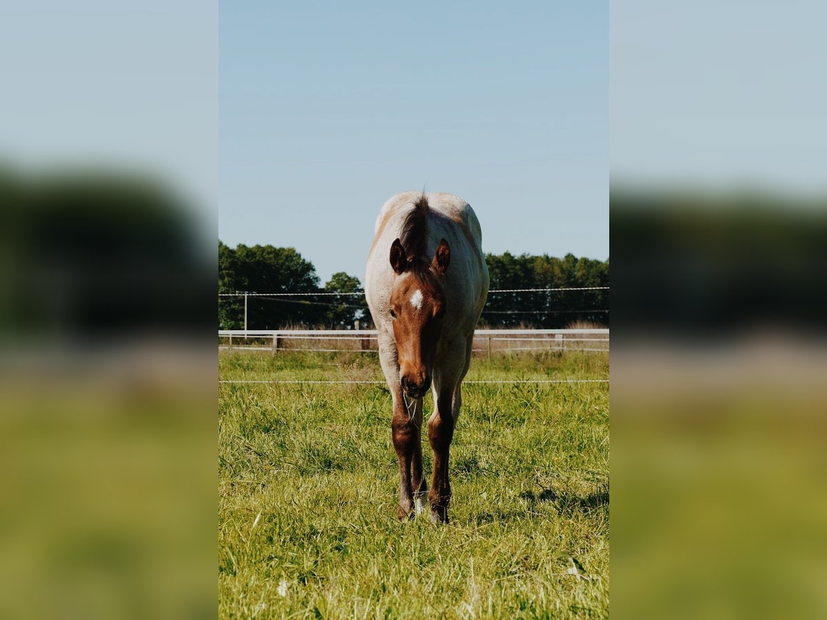 American Quarter Horse Wallach 5 Jahre 164 cm Roan-Bay in B&#xFC;tzow