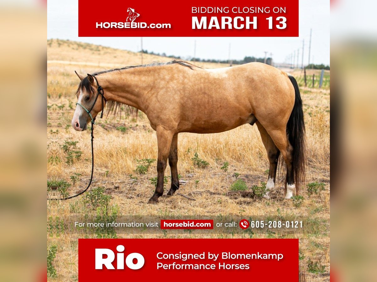 American Quarter Horse Wallach 5 Jahre Buckskin in Broadwater, NE