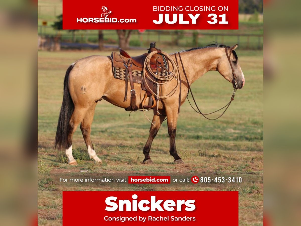 American Quarter Horse Wallach 5 Jahre Buckskin in Joshua, TX
