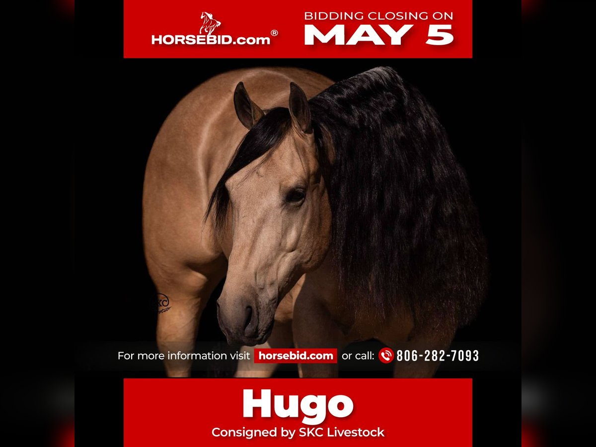 American Quarter Horse Wallach 5 Jahre Buckskin in Canyon, TX