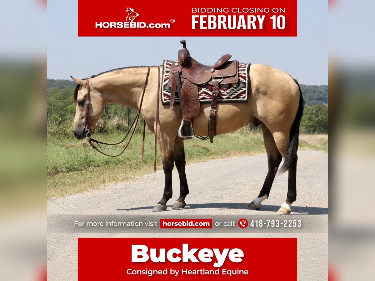 American Quarter Horse Wallach 5 Jahre Buckskin in Mount Vernon, MO