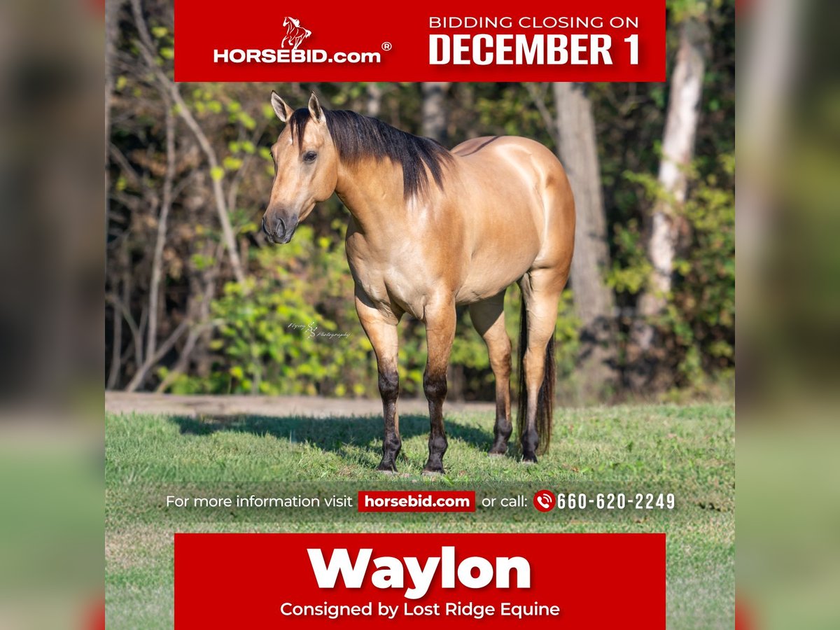 American Quarter Horse Wallach 5 Jahre Buckskin in Sedalia