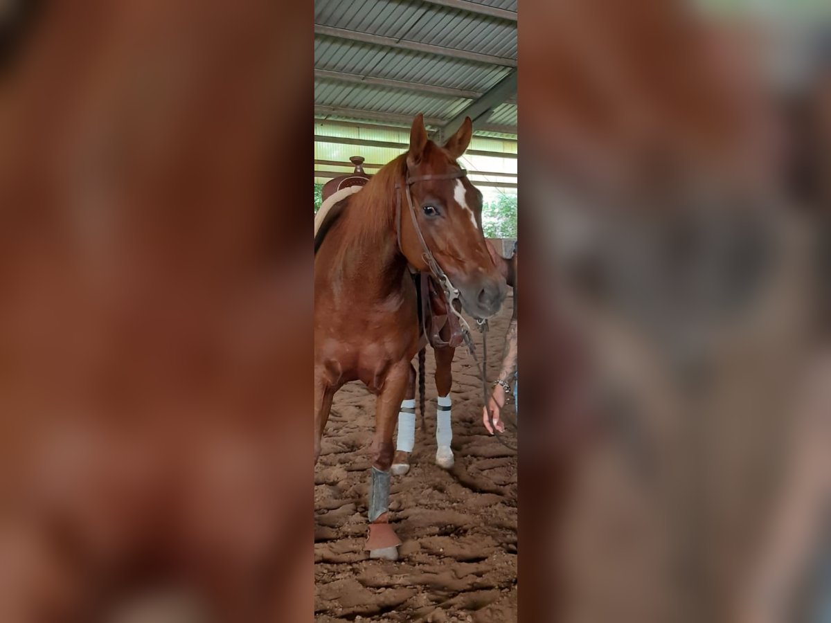American Quarter Horse Wallach 5 Jahre Fuchs in Reichweiler