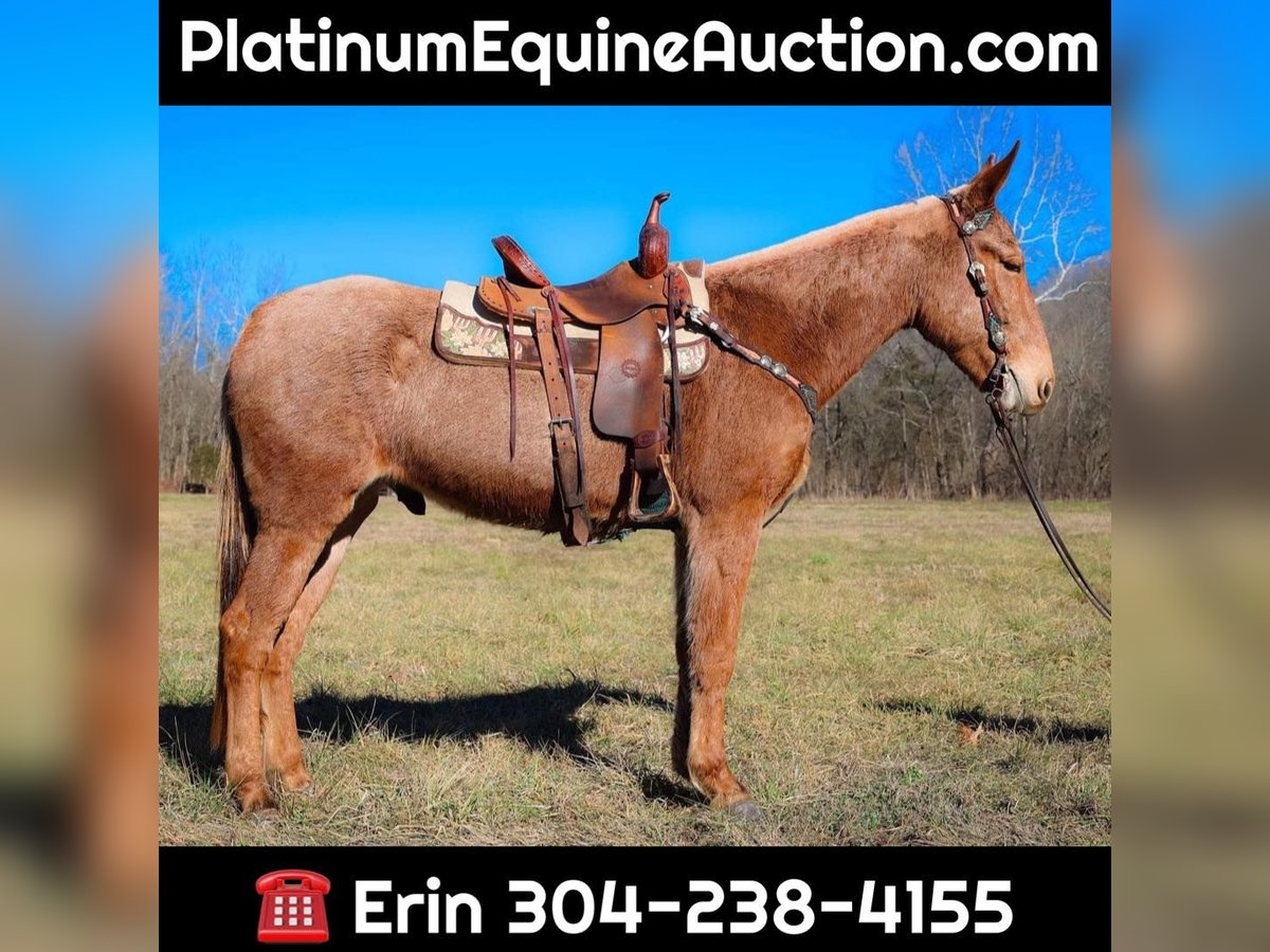 American Quarter Horse Wallach 5 Jahre Palomino in Flemmngsburg Ky
