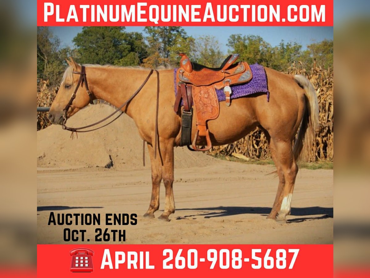 American Quarter Horse Wallach 5 Jahre Palomino in Saint Joe IN