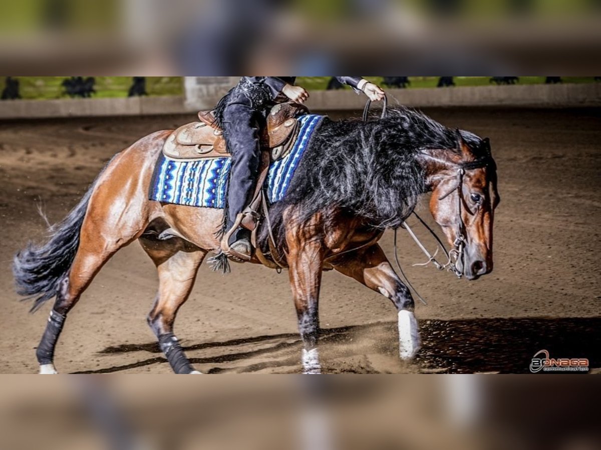 American Quarter Horse Wallach 5 Jahre in Eppan