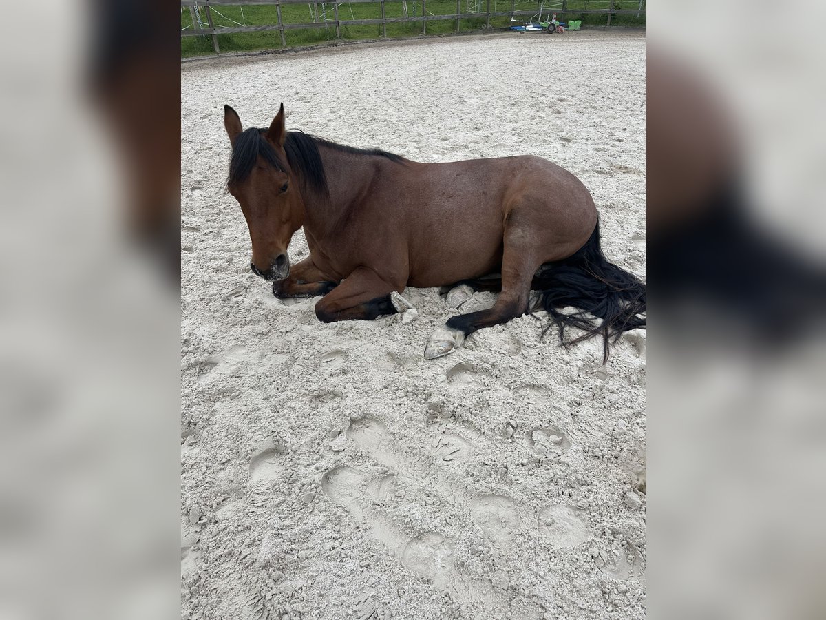 American Quarter Horse Wallach 5 Jahre Roan-Bay in Wolfisberg
