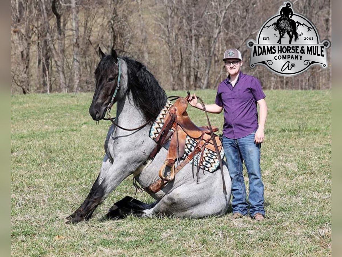 American Quarter Horse Wallach 5 Jahre Roan-Blue in Mount Vernon