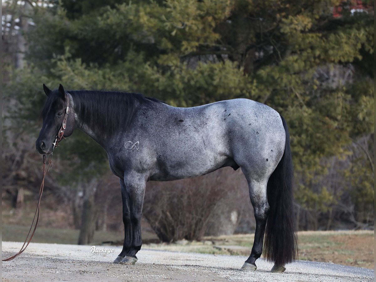 American Quarter Horse Wallach 5 Jahre Roan-Blue in Millersburg