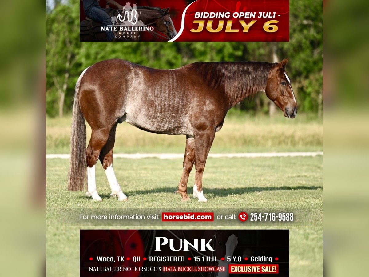 American Quarter Horse Wallach 5 Jahre Roan-Red in Waco