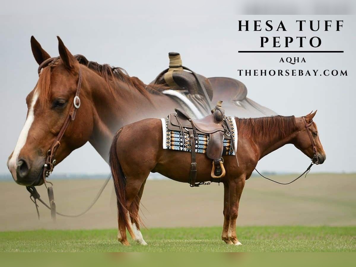 American Quarter Horse Wallach 5 Jahre Rotfuchs in Clemons, IA