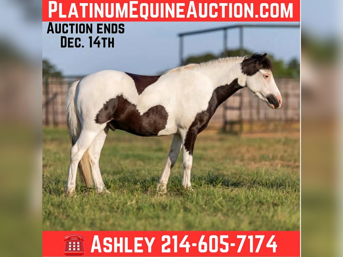 American Quarter Horse Wallach 6 Jahre 109 cm Tobiano-alle-Farben in Weatherford TX