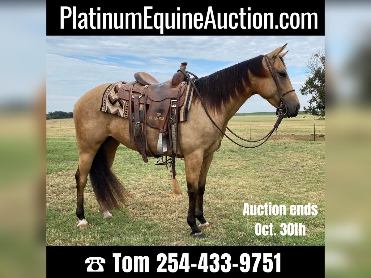 American Quarter Horse Wallach 6 Jahre 142 cm Buckskin in Rising Star, TX