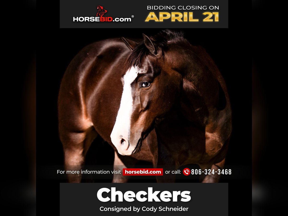 American Quarter Horse Wallach 6 Jahre 142 cm in Canyon, TX