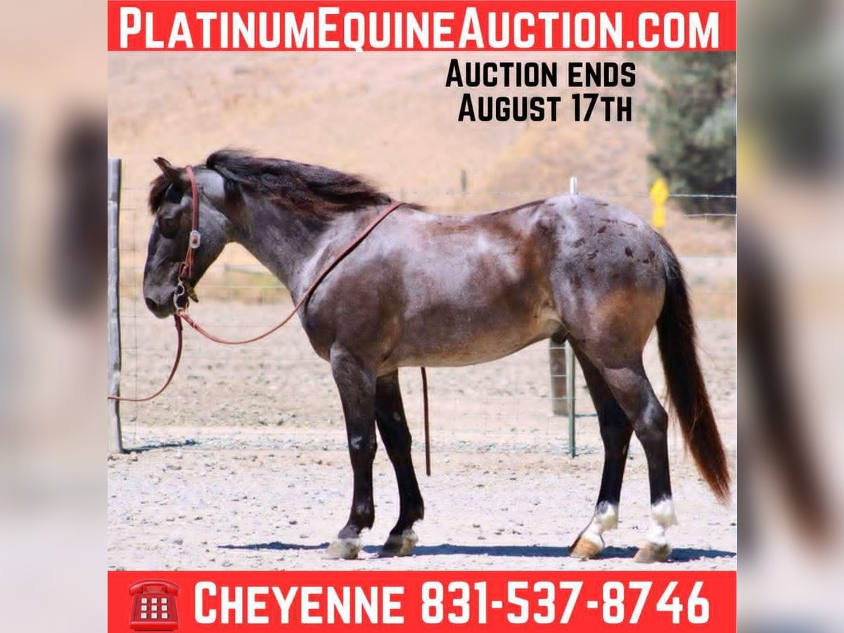 American Quarter Horse Wallach 6 Jahre 142 cm Roan-Blue in Bitterwater CA