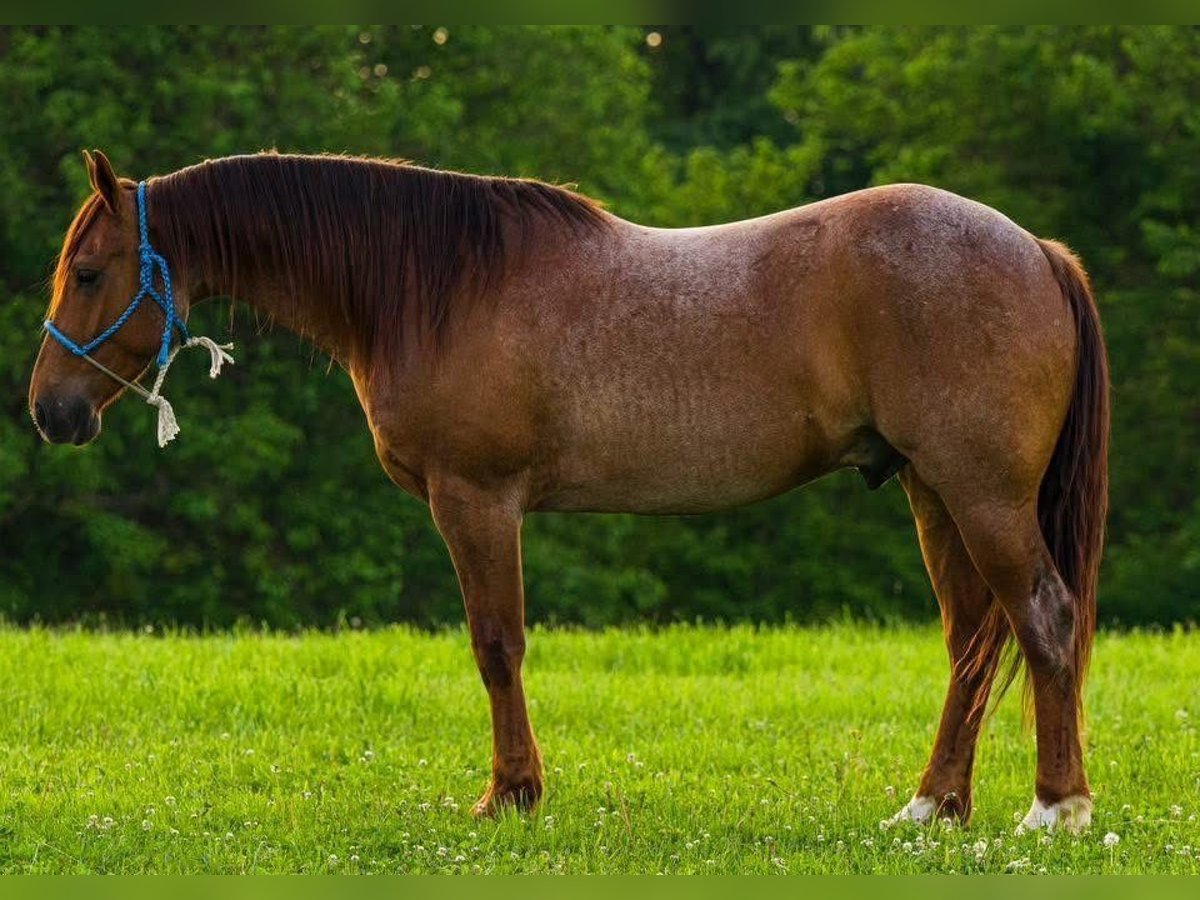 American Quarter Horse Wallach 6 Jahre 142 cm Roan-Red in Joy Illinois