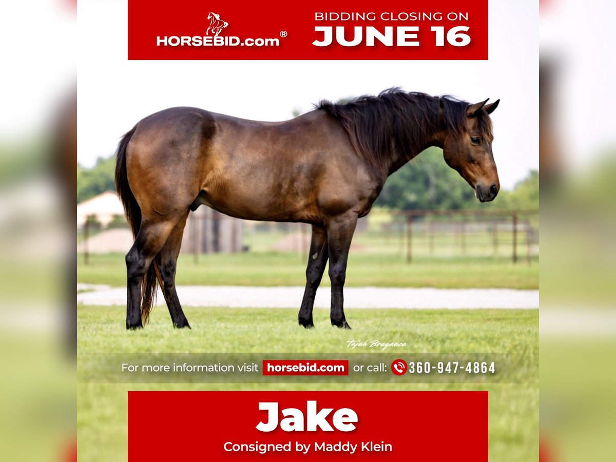 American Quarter Horse Wallach 6 Jahre 142 cm Rotbrauner in Ponder, TX