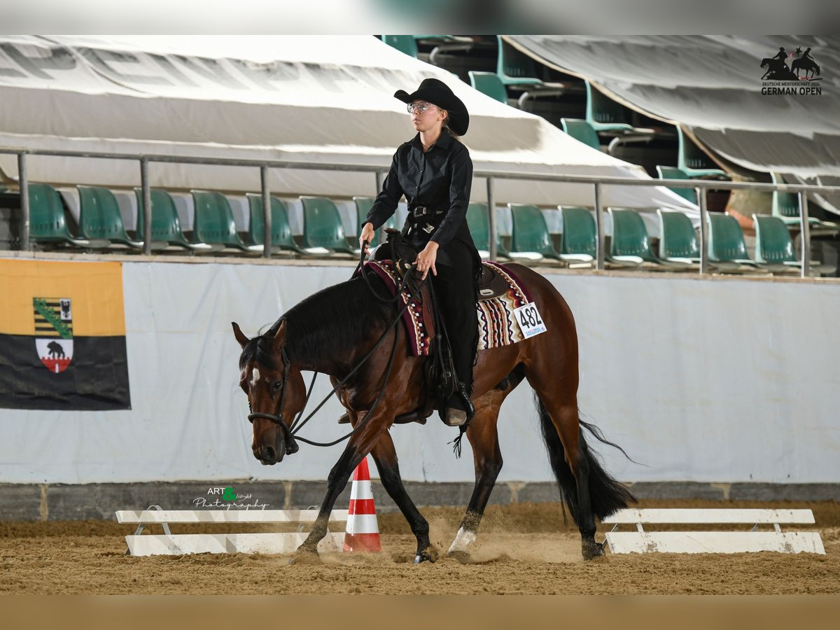 American Quarter Horse Wallach 6 Jahre 147 cm Brauner in Rhinow