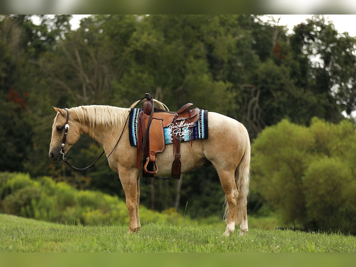 American Quarter Horse Wallach 6 Jahre 147 cm Palomino in Millersburg